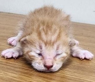 [고양이] 한국 고양이 충남-공주-2025-00159 유기동물 배경 이미지 입니다.